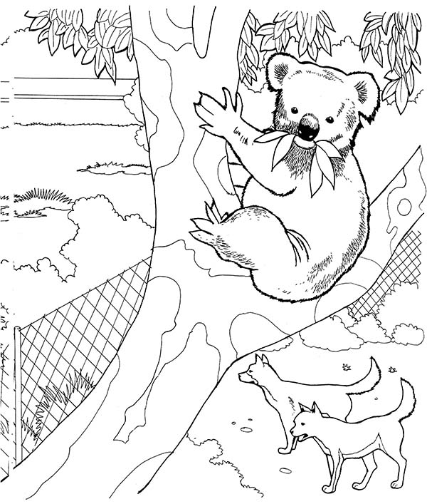 Coloring page: Koala (Animals) #9470 - Free Printable Coloring Pages