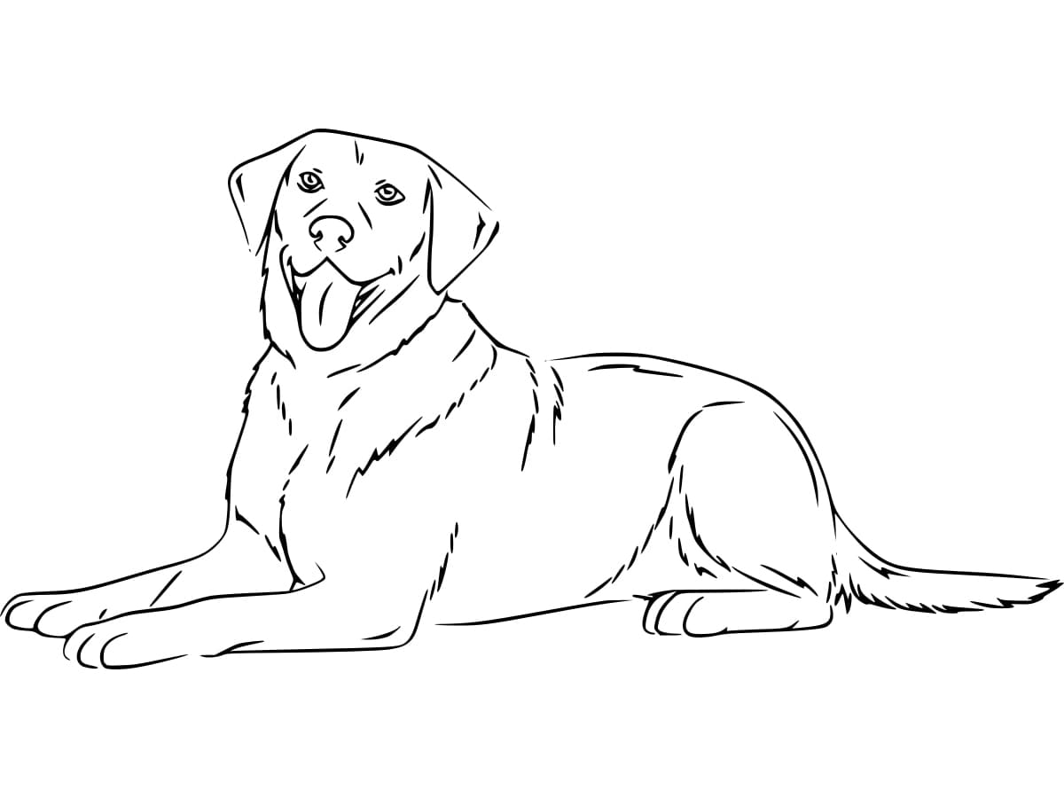 Free printable Labrador coloring page #220744 from Animals collection