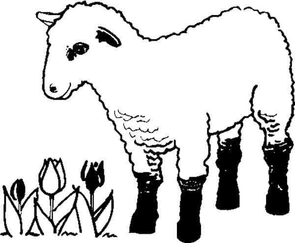 Free printable Lamb coloring page #184269 from Animals collection Free printable Lamb coloring page #184269 from Animals collection