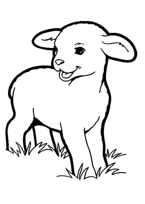 Free printable Lamb coloring page #184282 from Animals collection Free printable Lamb coloring page #184282 from Animals collection