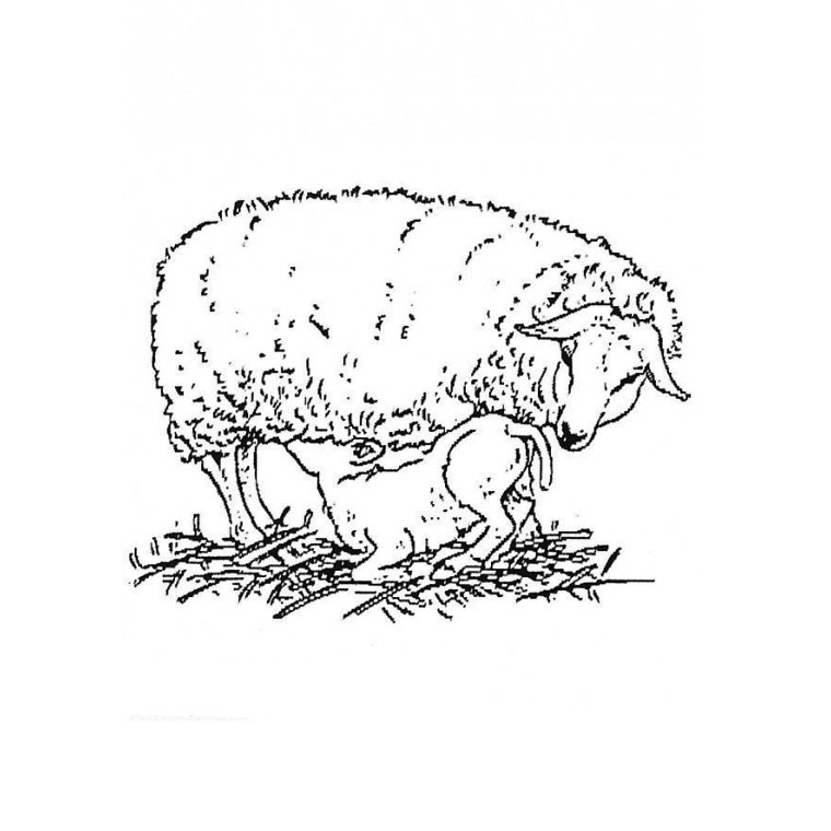 Coloring page: Lamb (Animals) #226 - Free Printable Coloring Pages