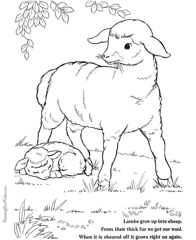 Coloring page: Lamb (Animals) #268 - Free Printable Coloring Pages
