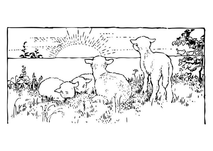 Coloring page: Lamb (Animals) #269 - Free Printable Coloring Pages