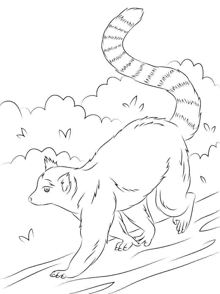 Free printable Lemur coloring page #219684 from Animals collection Free printable Lemur coloring page #219684 from Animals collection