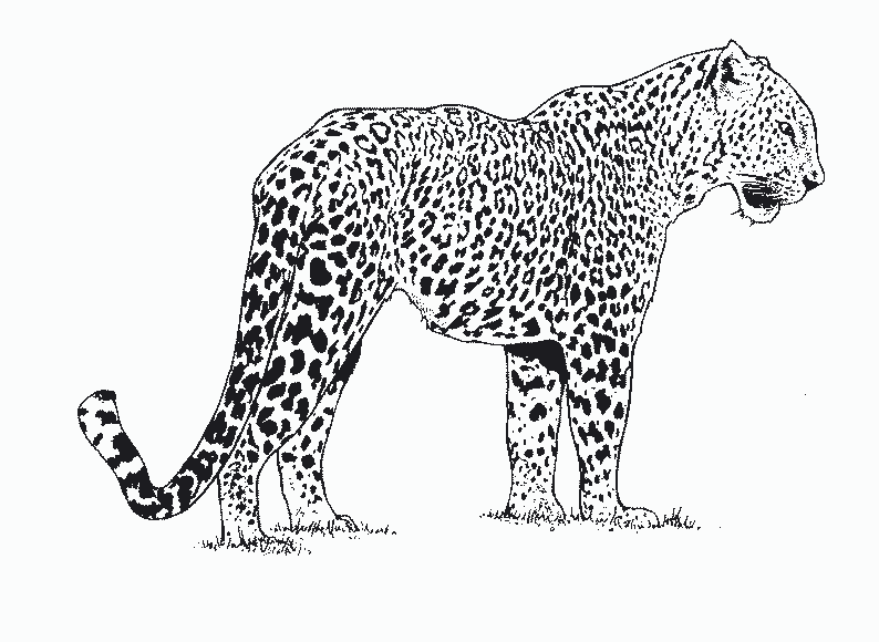 Coloring page: Leopard (Animals) #9704 - Free Printable Coloring Pages