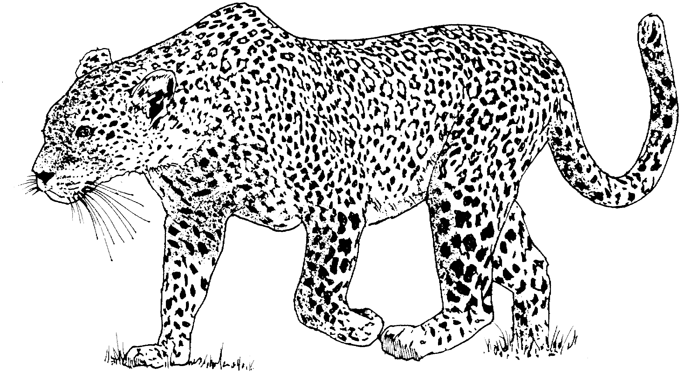 Coloring page: Leopard (Animals) #9711 - Free Printable Coloring Pages