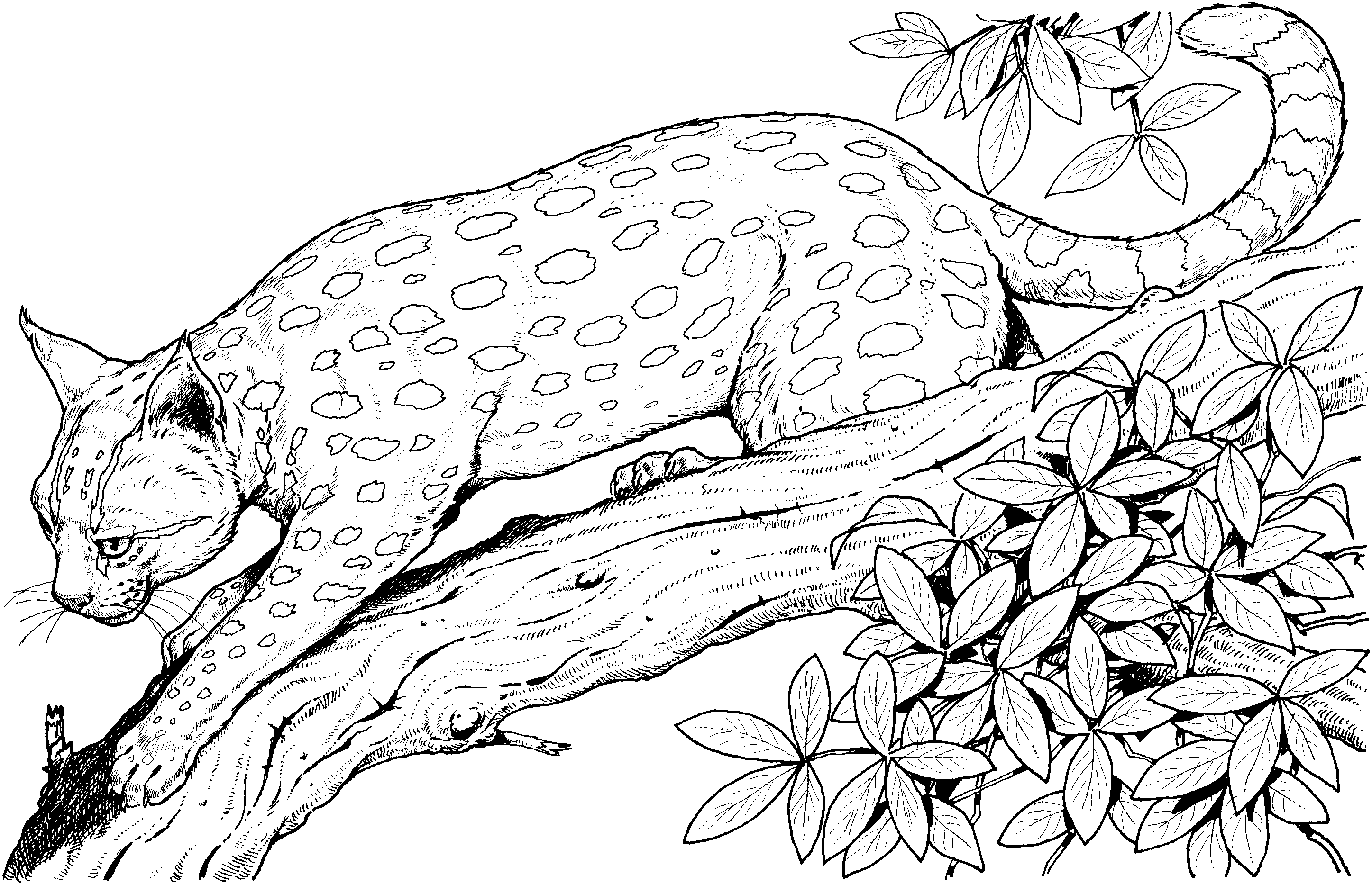 Coloring page: Leopard (Animals) #9717 - Free Printable Coloring Pages