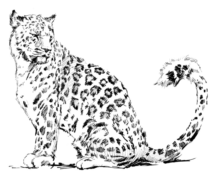 Coloring page: Leopard (Animals) #9720 - Free Printable Coloring Pages