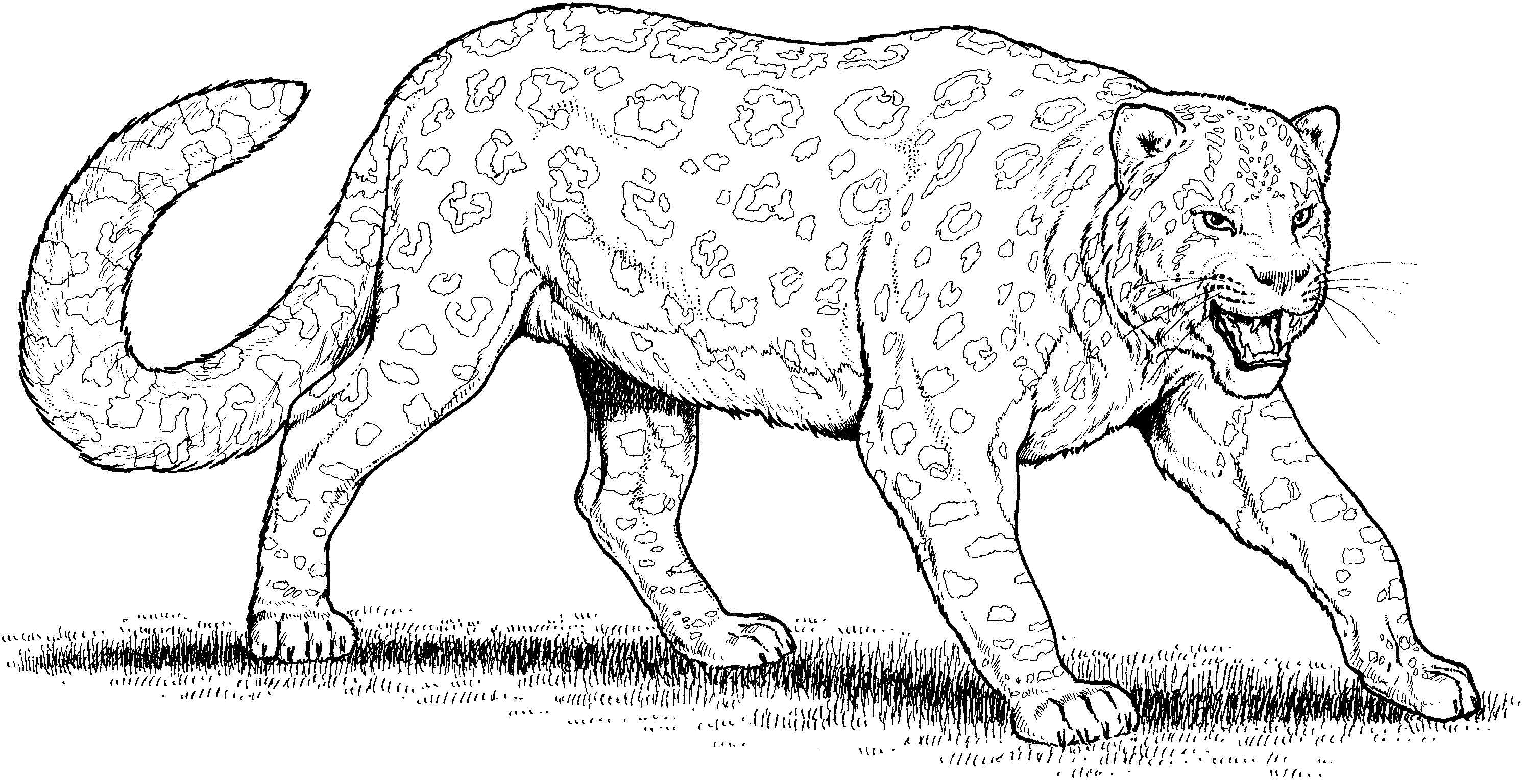 Coloring page: Leopard (Animals) #9730 - Free Printable Coloring Pages