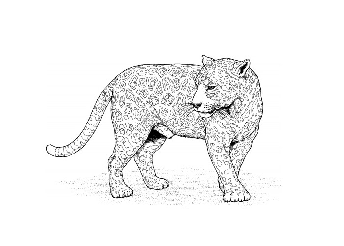 Coloring page: Leopard (Animals) #9758 - Free Printable Coloring Pages