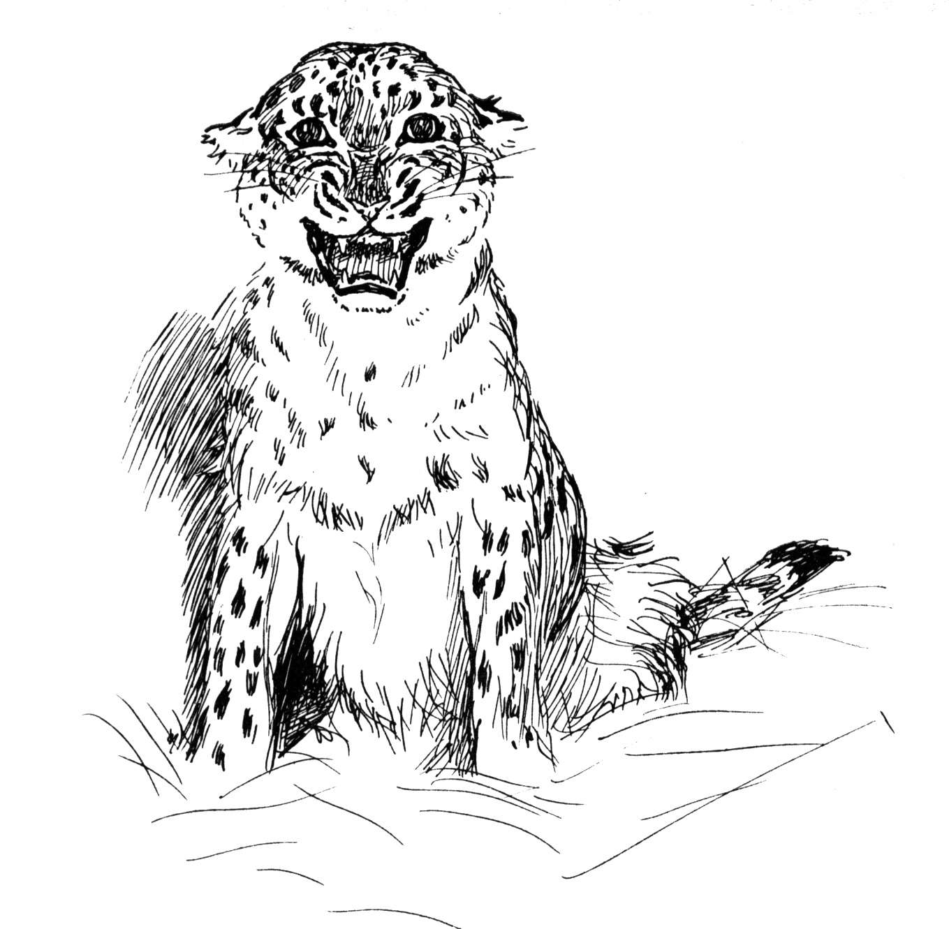 Coloring page: Leopard (Animals) #9761 - Free Printable Coloring Pages