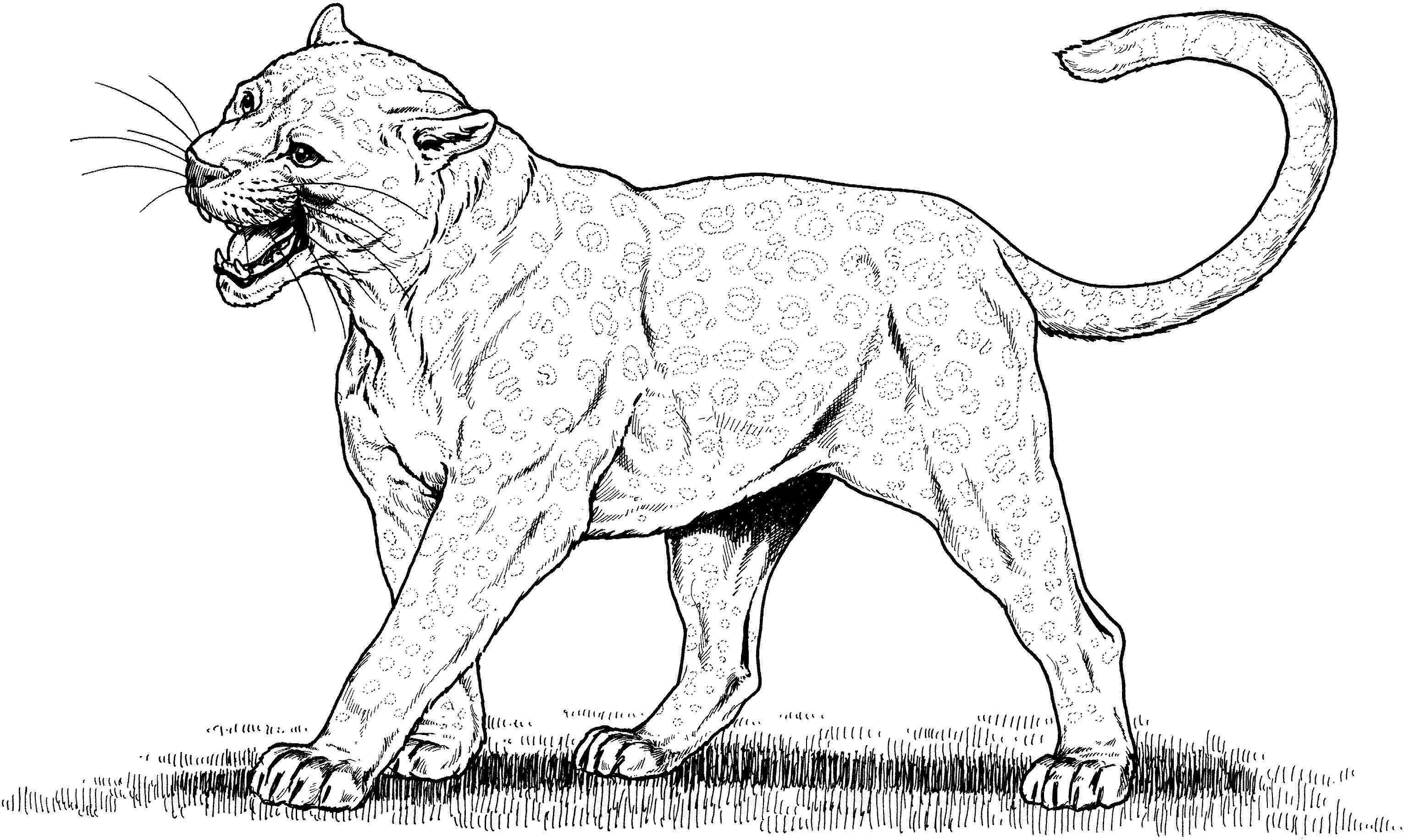 Coloring page: Leopard (Animals) #9765 - Free Printable Coloring Pages