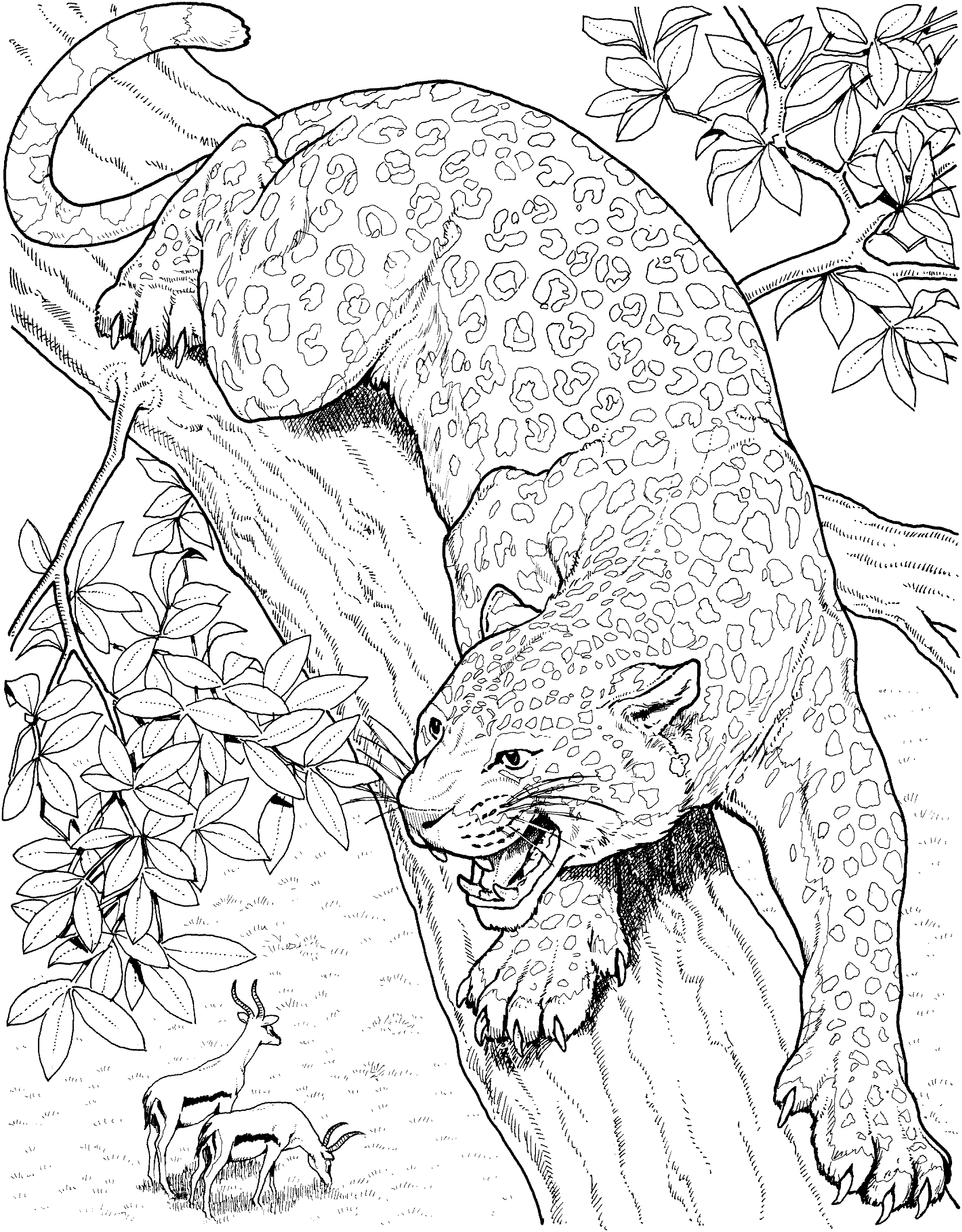 Coloring page: Leopard (Animals) #9775 - Free Printable Coloring Pages