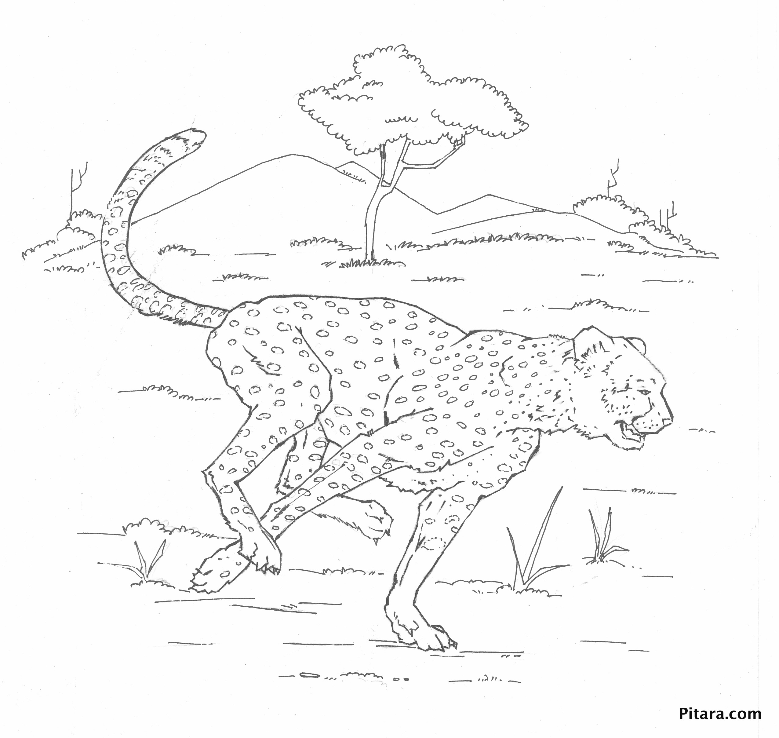 Coloring page: Leopard (Animals) #9777 - Free Printable Coloring Pages