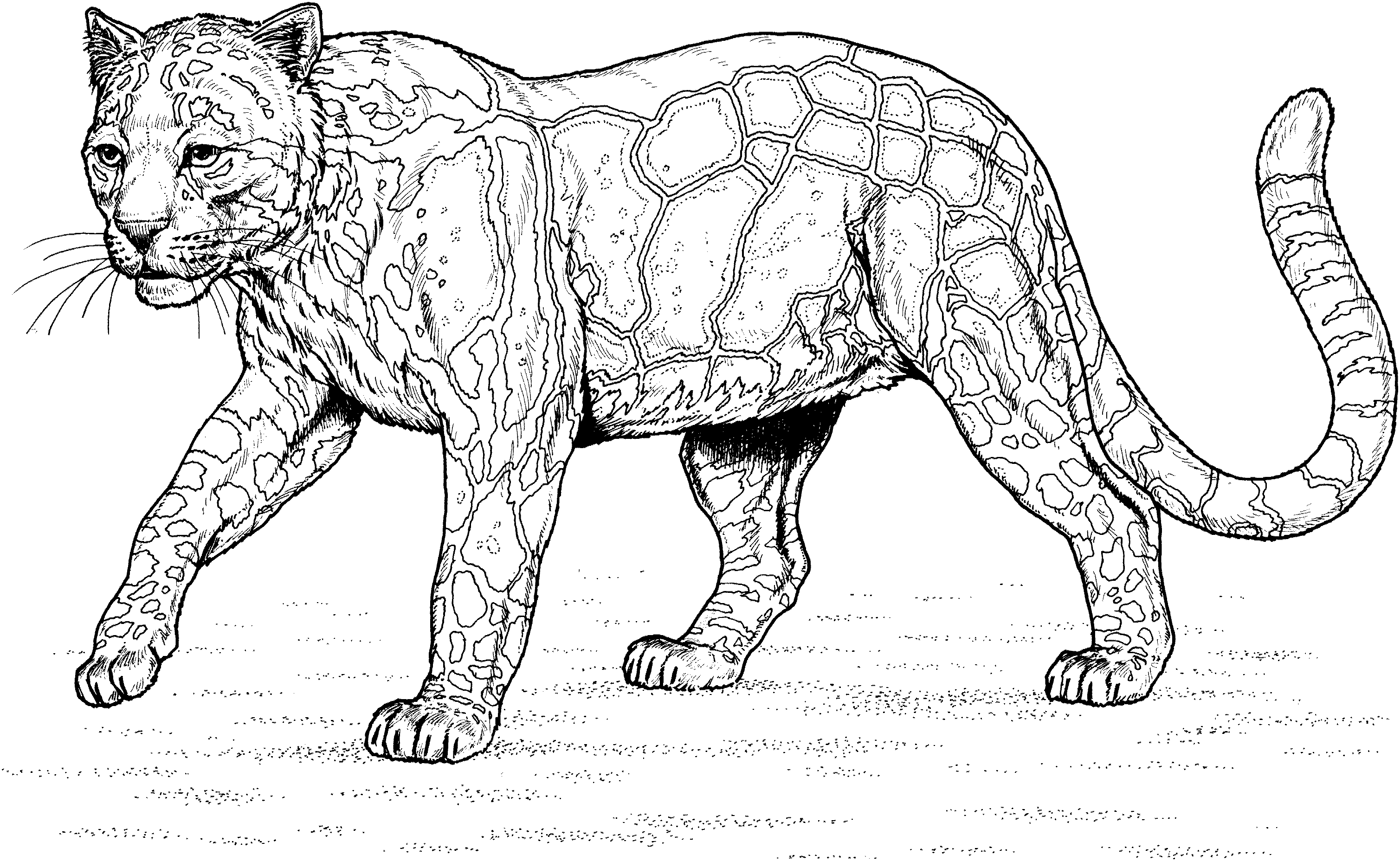 Coloring page: Leopard (Animals) #9780 - Free Printable Coloring Pages