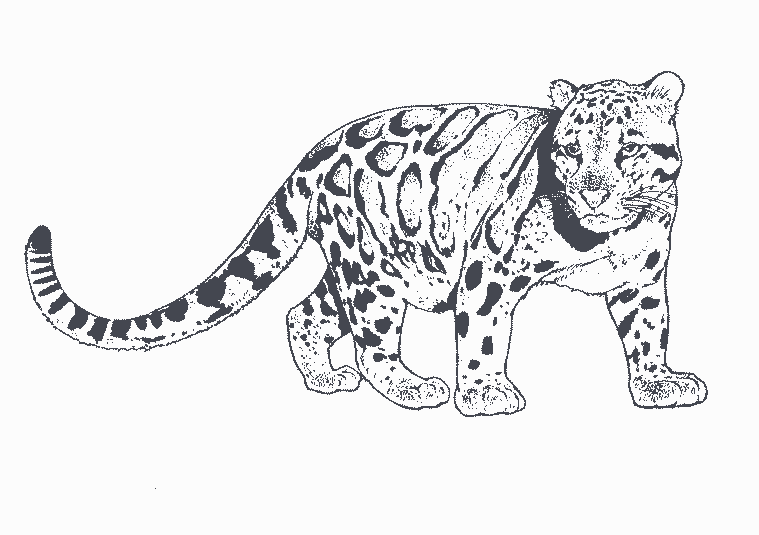Coloring page: Leopard (Animals) #9787 - Free Printable Coloring Pages