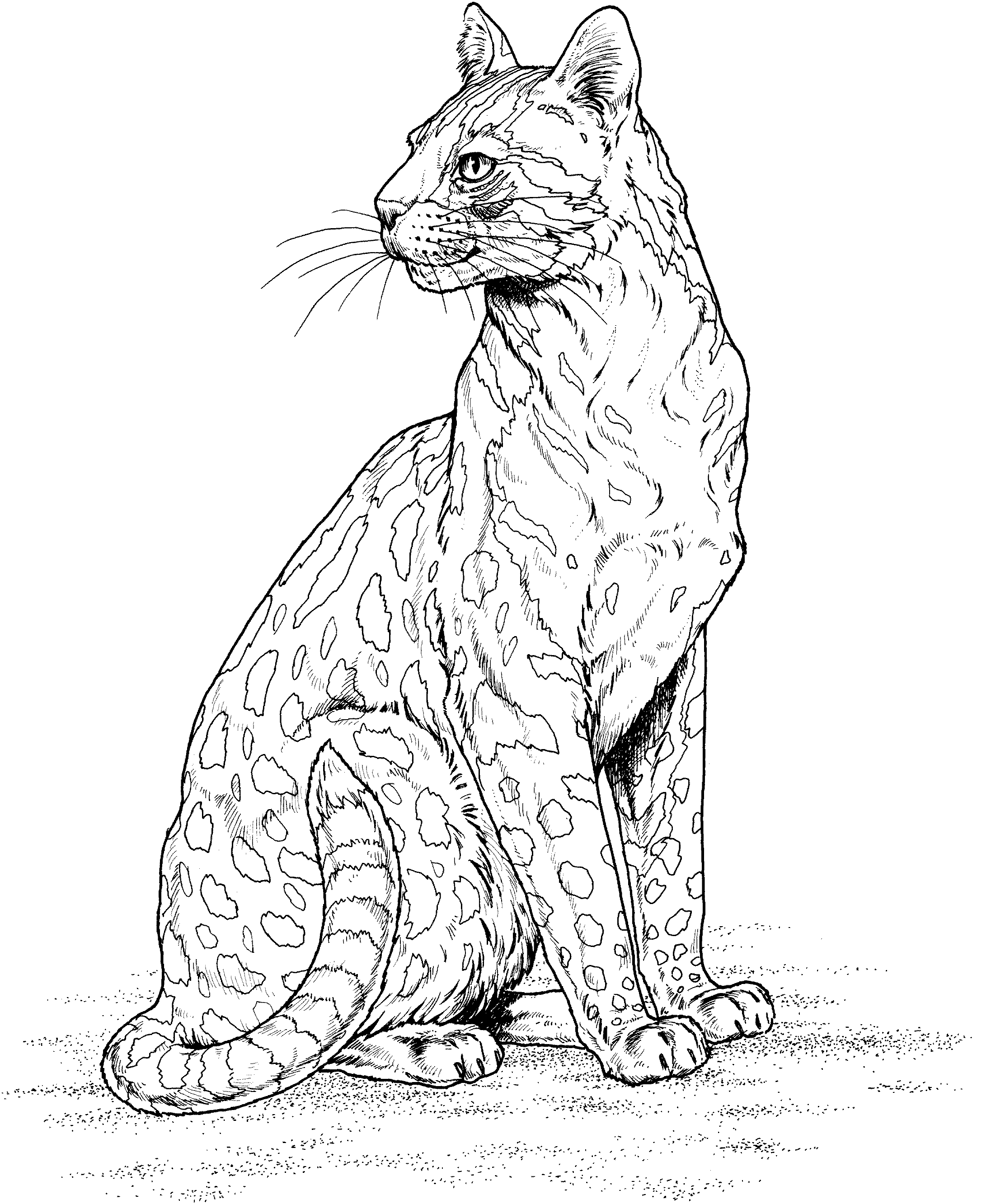 Coloring page: Leopard (Animals) #9806 - Free Printable Coloring Pages