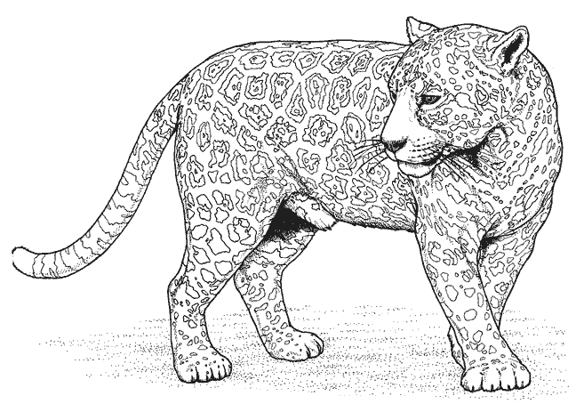 Coloring page: Leopard (Animals) #9817 - Free Printable Coloring Pages