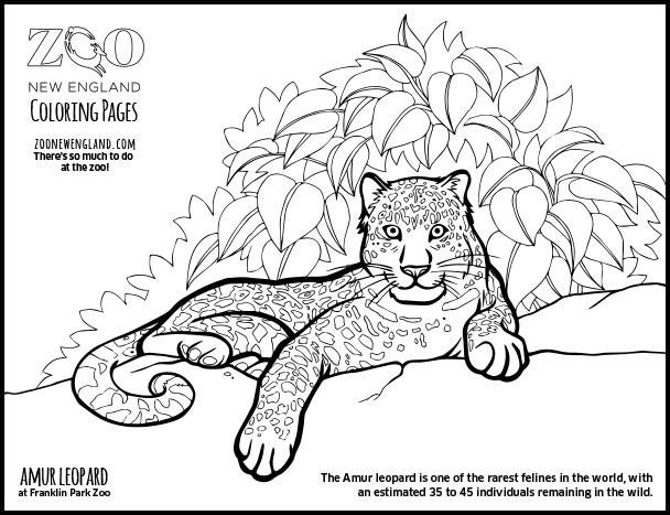 Coloring page: Leopard (Animals) #9834 - Free Printable Coloring Pages