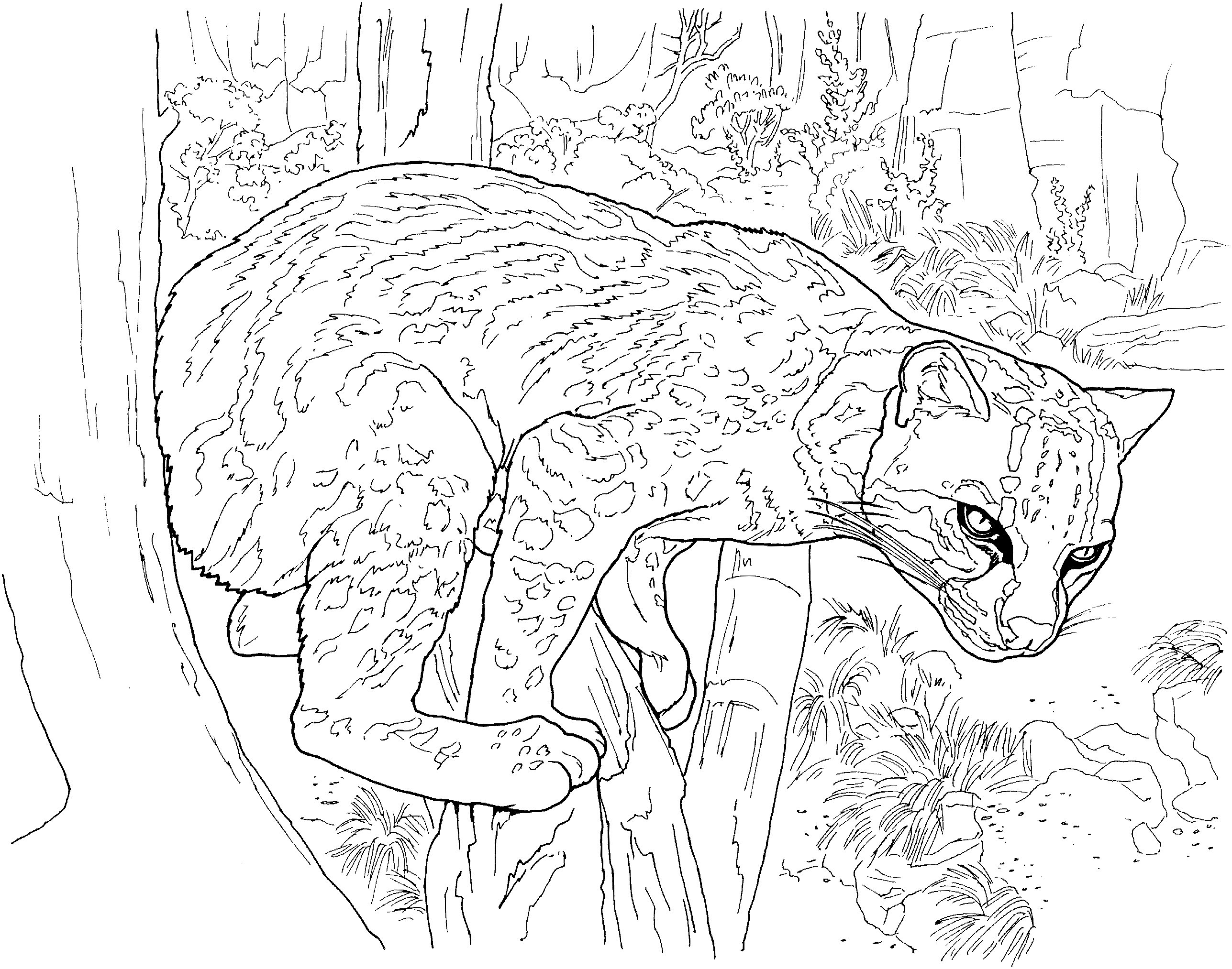 Coloring page: Leopard (Animals) #9845 - Free Printable Coloring Pages