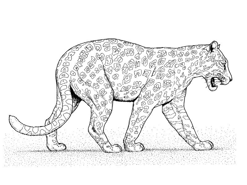 Coloring page: Leopard (Animals) #9859 - Free Printable Coloring Pages