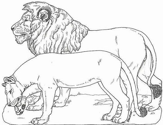 Coloring page: Lion (Animals) #10241 - Free Printable Coloring Pages