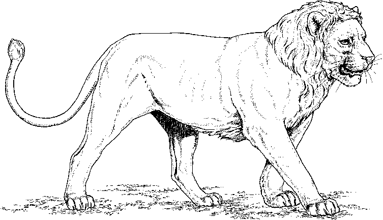 Coloring page: Lion (Animals) #10256 - Free Printable Coloring Pages