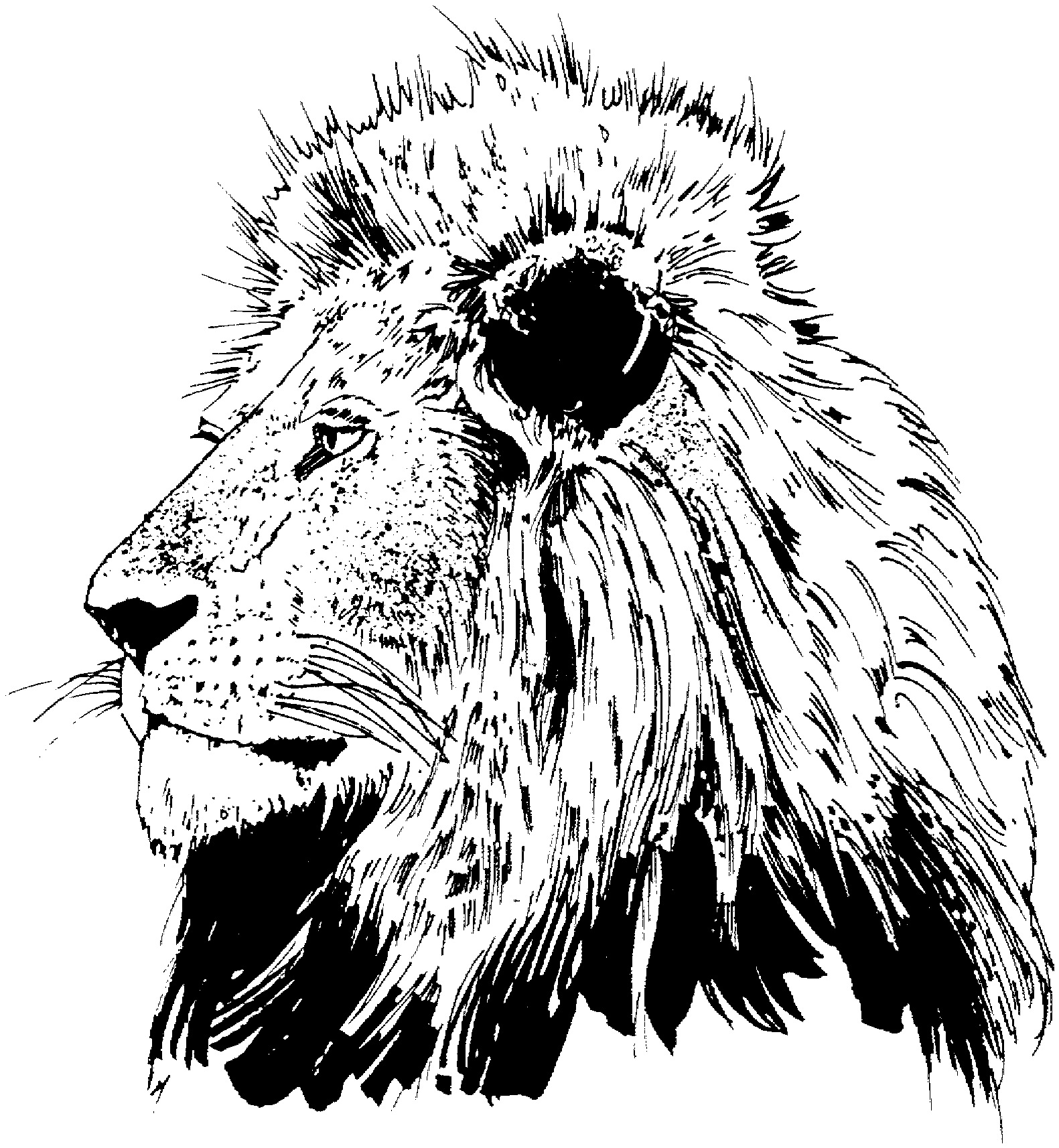 realistic lion coloring pages