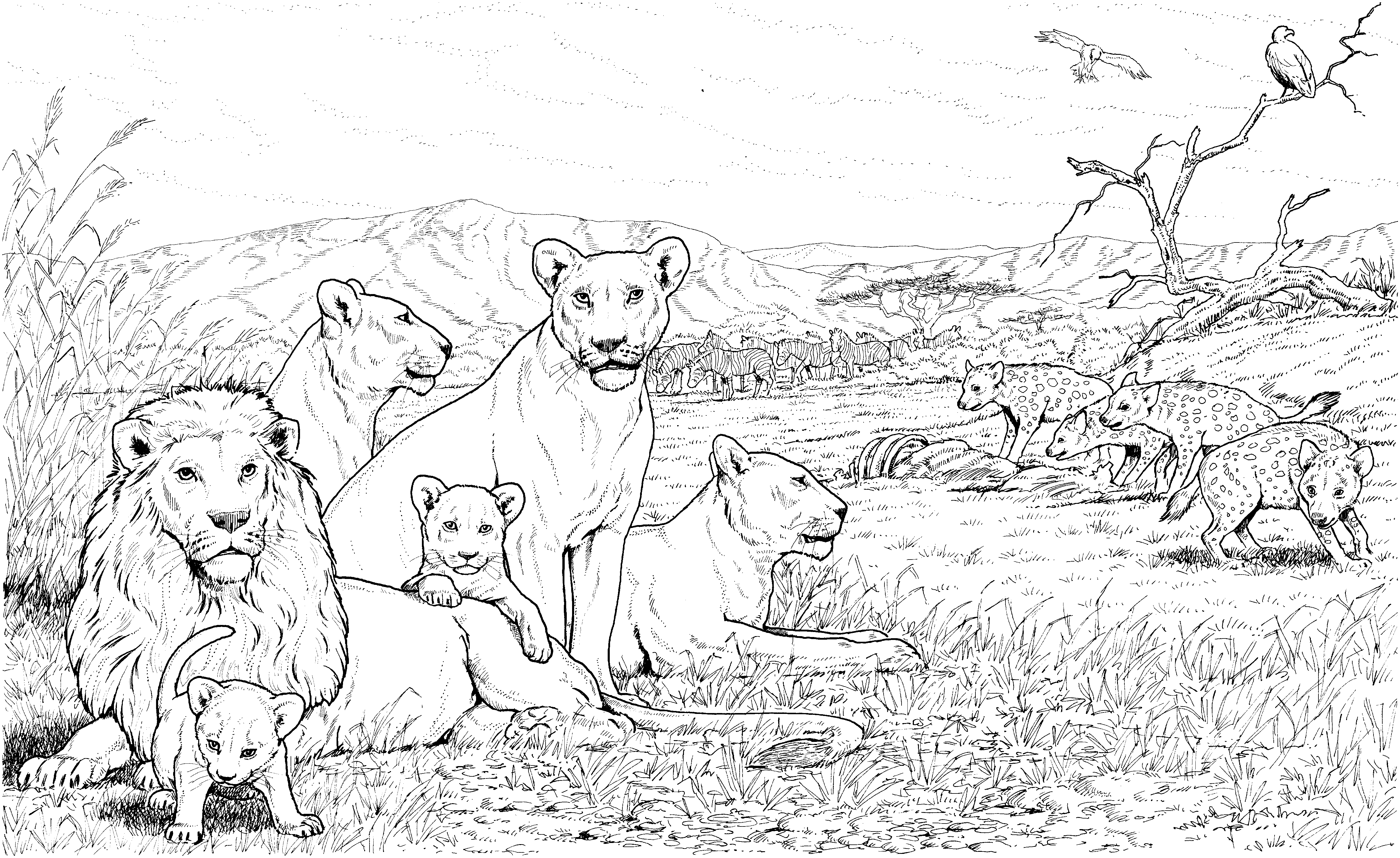 Coloring page: Lion (Animals) #10342 - Free Printable Coloring Pages