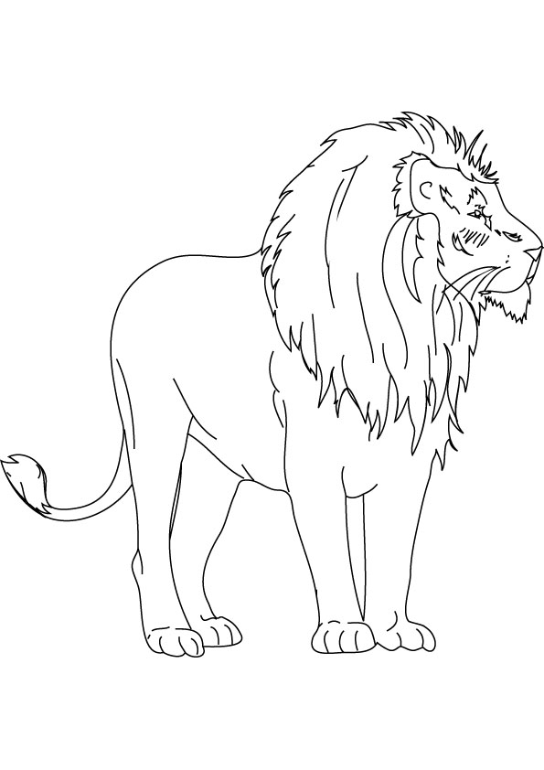 lion drawing images color