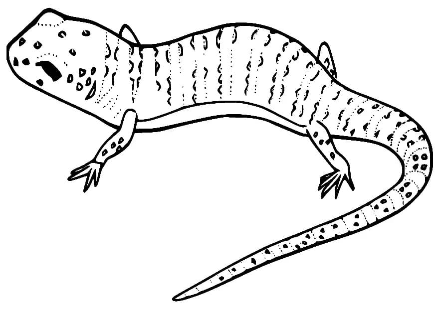 Free printable Lizard coloring page #179642 from Animals collection Free printable Lizard coloring page #179642 from Animals collection