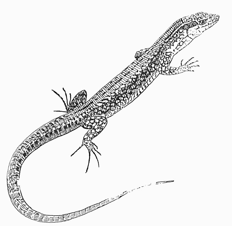 Coloring page: Lizards (Animals) #22296 - Free Printable Coloring Pages