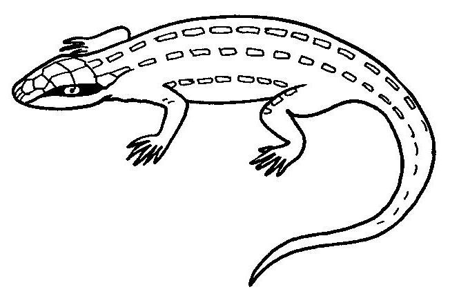 Coloring page: Lizards (Animals) #22305 - Free Printable Coloring Pages