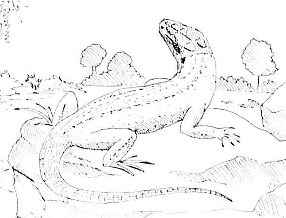 Coloring page: Lizards (Animals) #22315 - Free Printable Coloring Pages