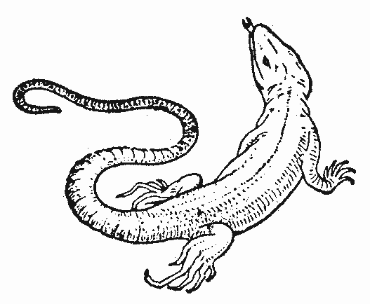 Coloring page: Lizards (Animals) #22316 - Free Printable Coloring Pages