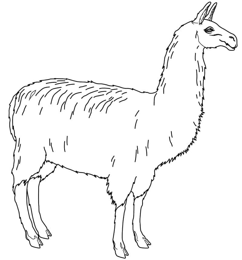 Free printable Llama coloring page #179524 from Animals collection Free printable Llama coloring page #179524 from Animals collection