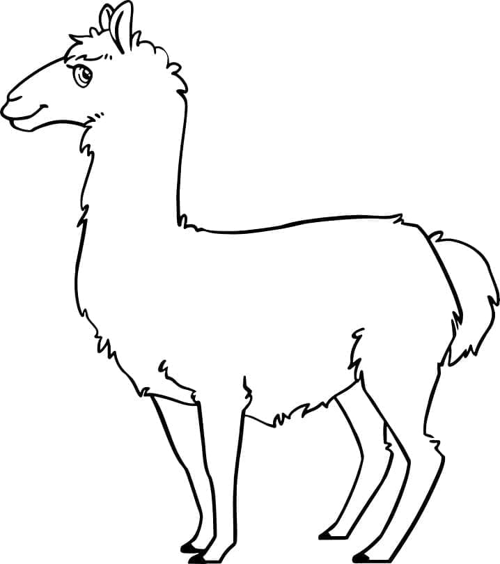 Free printable Llama coloring page #179543 from Animals collection Free printable Llama coloring page #179543 from Animals collection