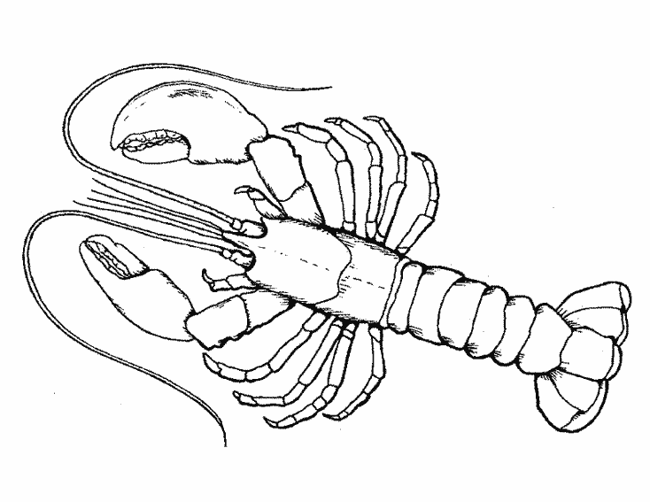 Coloring page: Lobster (Animals) #22482 - Free Printable Coloring Pages