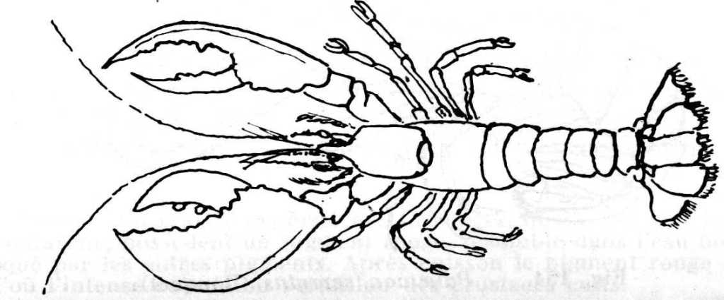 Coloring page: Lobster (Animals) #22502 - Free Printable Coloring Pages