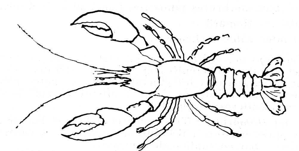 Coloring page: Lobster (Animals) #22541 - Free Printable Coloring Pages