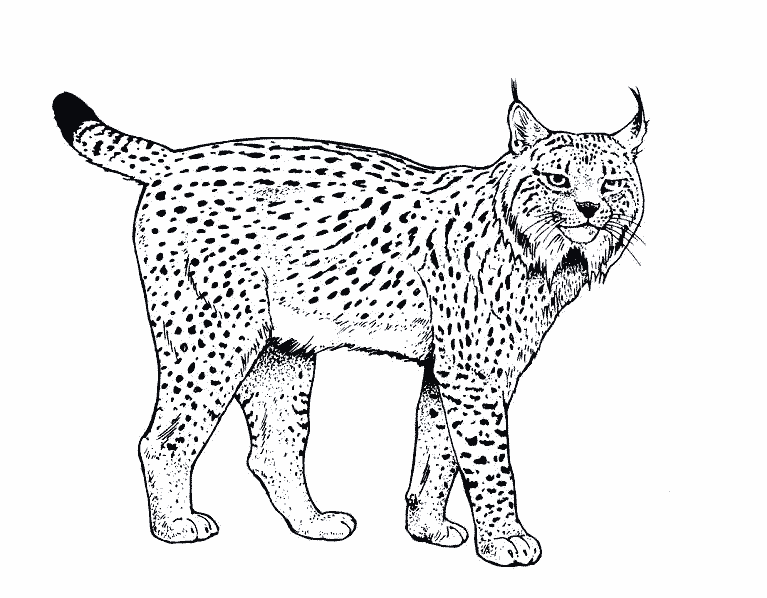 Coloring page: Lynx (Animals) #10789 - Free Printable Coloring Pages