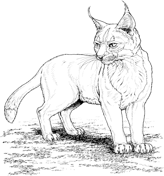 Coloring page: Lynx (Animals) #10790 - Free Printable Coloring Pages