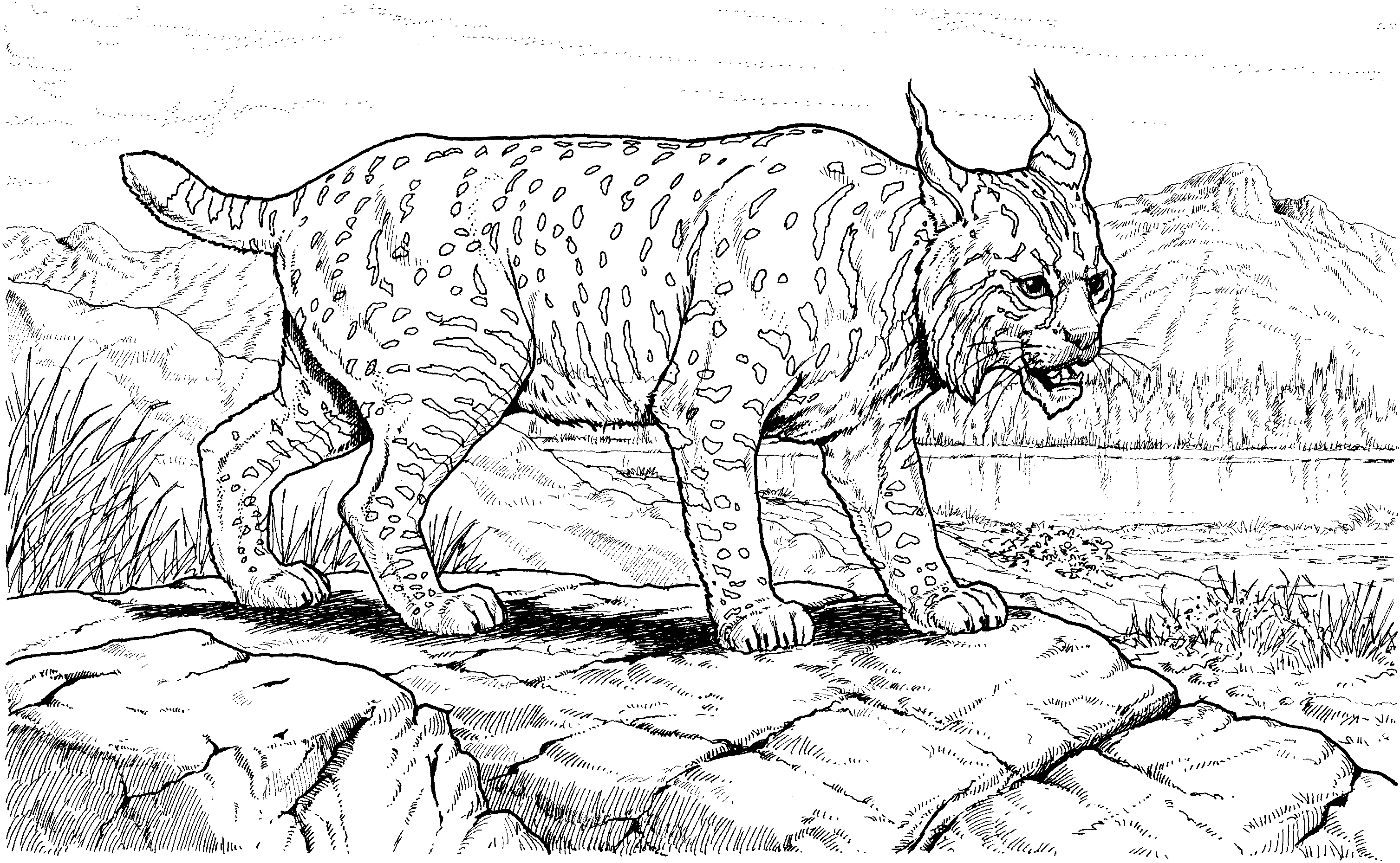 Coloring page: Lynx (Animals) #10796 - Free Printable Coloring Pages