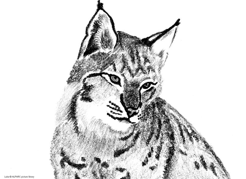 Coloring page: Lynx (Animals) #10797 - Free Printable Coloring Pages
