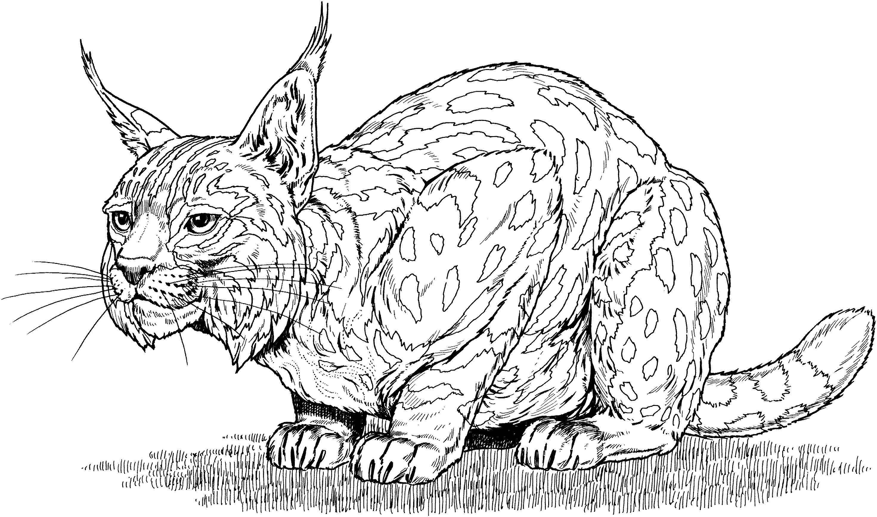 Coloring page: Lynx (Animals) #10800 - Free Printable Coloring Pages