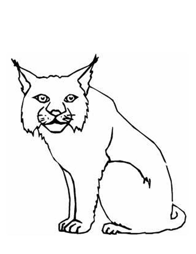 Coloring page: Lynx (Animals) #10807 - Free Printable Coloring Pages
