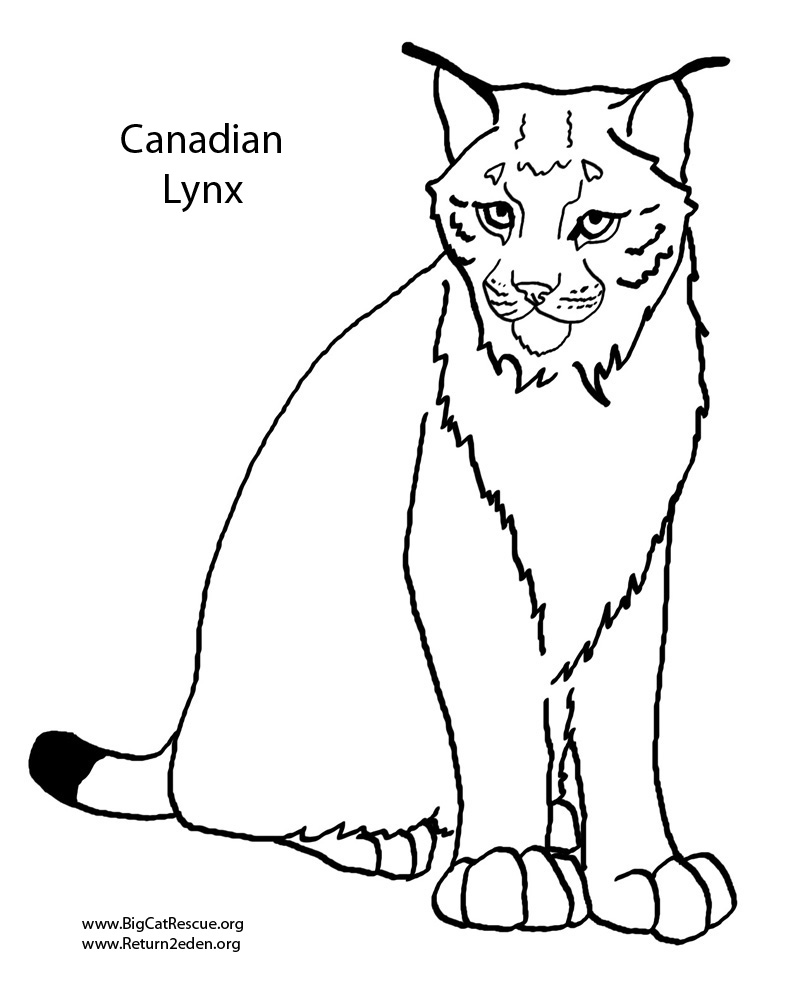 Drawing Lynx 20 Animals – Printable coloring pages