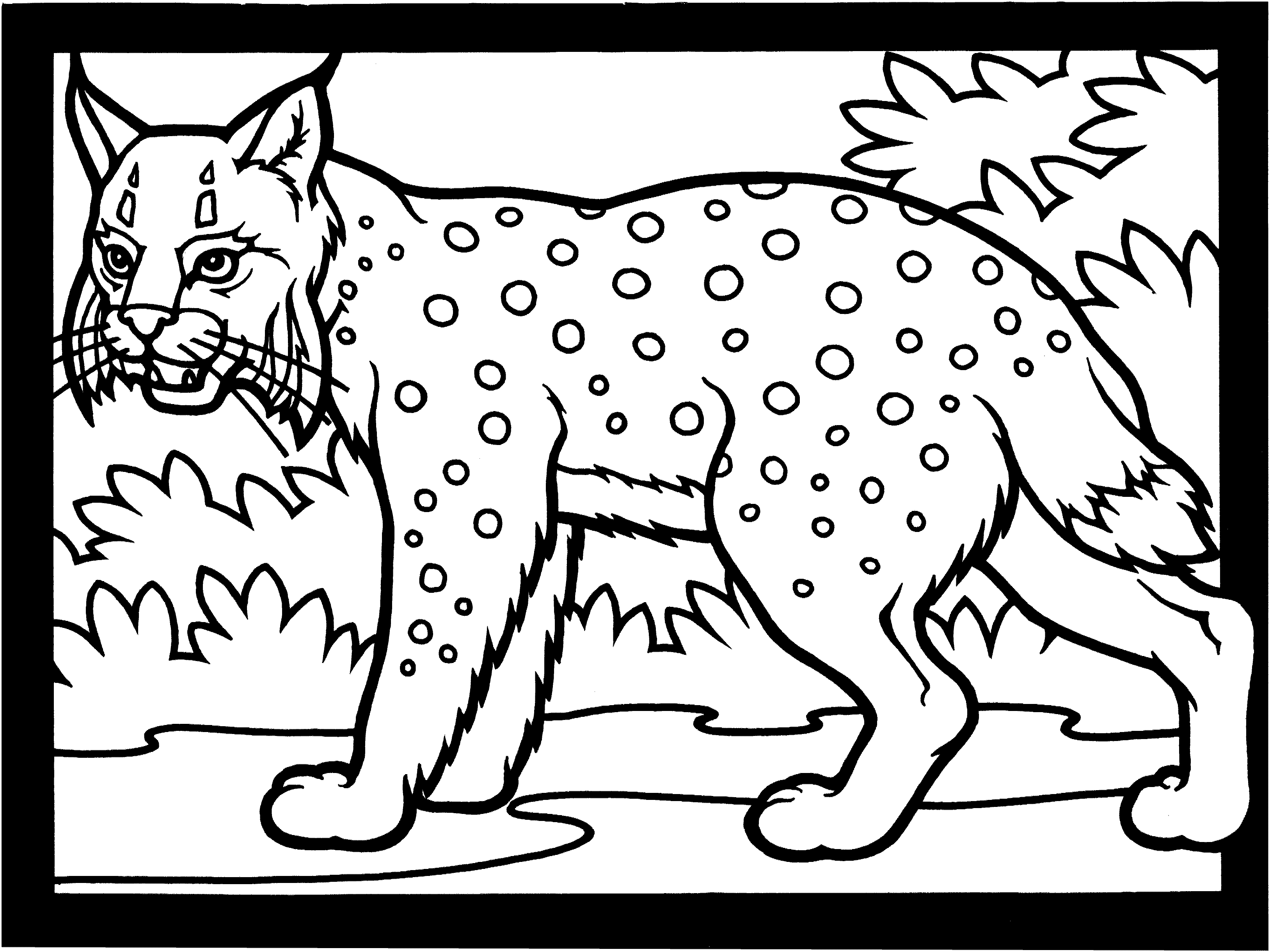 Coloring page: Lynx (Animals) #10810 - Free Printable Coloring Pages