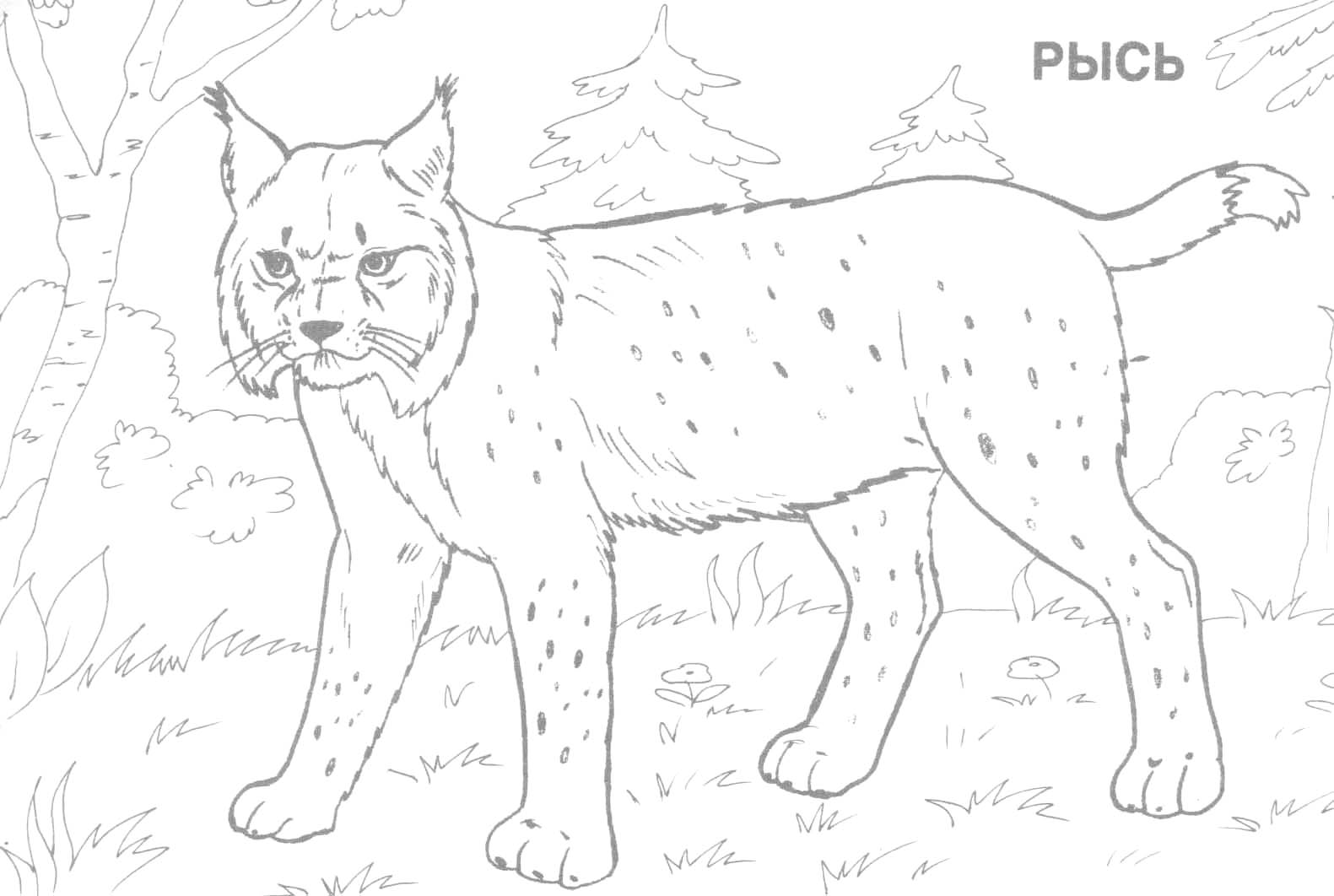 Coloring page: Lynx (Animals) #10811 - Free Printable Coloring Pages