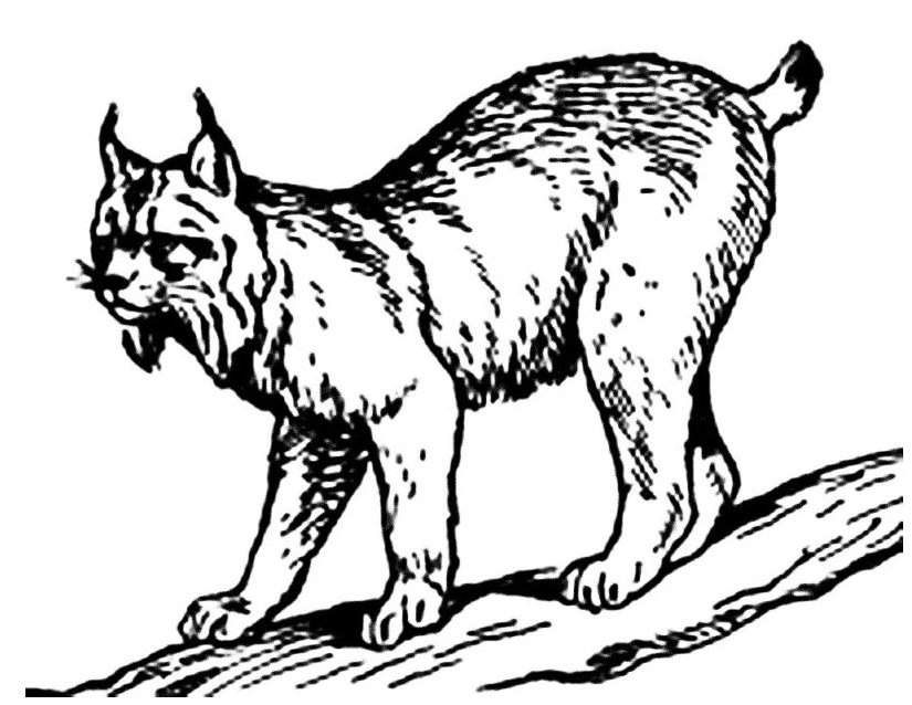 Coloring page: Lynx (Animals) #10812 - Free Printable Coloring Pages